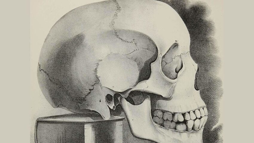 A Hidden Immune Structure Inside the Skull May Be the Body’s First Line of Defense Against Brain Tumors